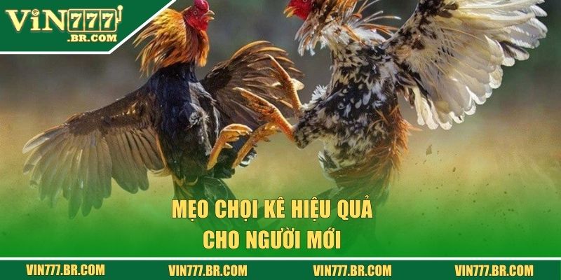 Mẹo chọi kê hiệu quả cho người mới 